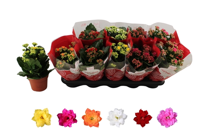 <h4>KAL GE RO GEM 6 KL</h4>