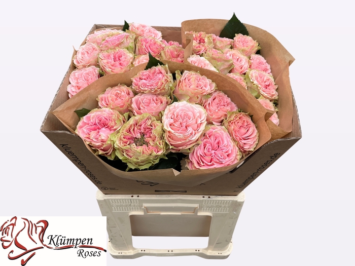 <h4>R Gr Country Girl Kluempen</h4>