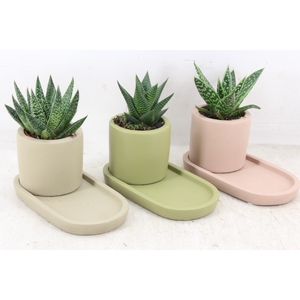 arr3 Demi - Ker. plateau mix