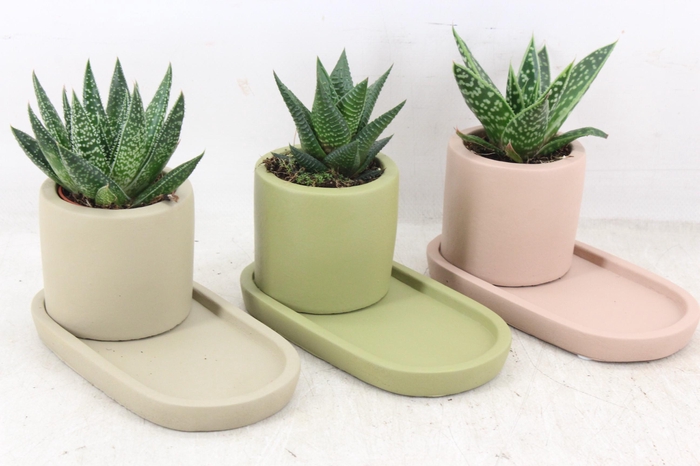 <h4>arr3 Demi - Ker. plateau mix</h4>