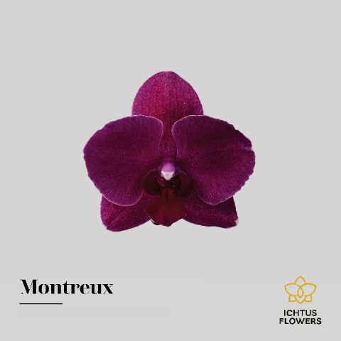 <h4>Phalaenopsis Montreux</h4>