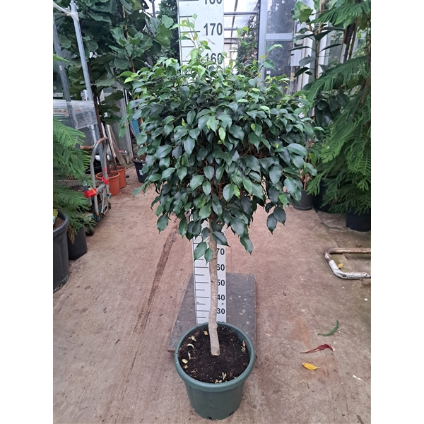 <h4>Ficus Danielle rechte stam</h4>