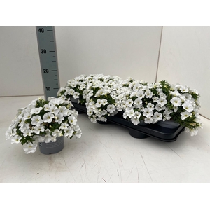 CALIB CA WHITE IMPR