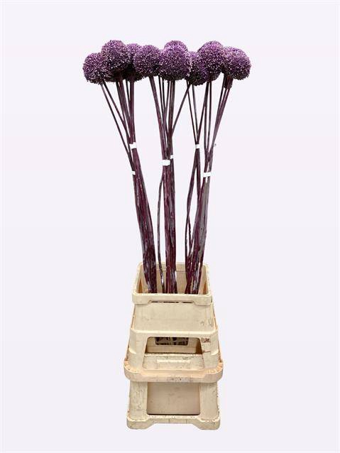 ALLIUM SUMMER DRUMME