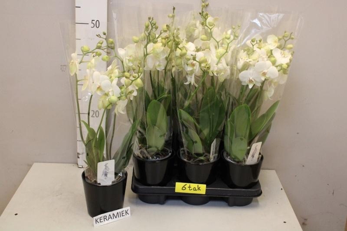 <h4>ARR PHAL MT</h4>