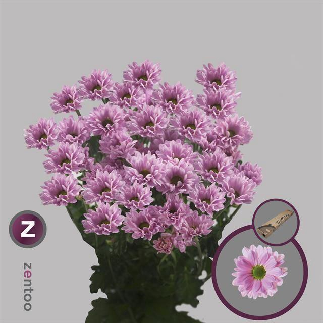<h4>CHRYSANTHEMUM TR 'KATINKA'</h4>