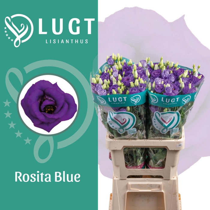 <h4>Lisianthus Rosita Blue 996</h4>