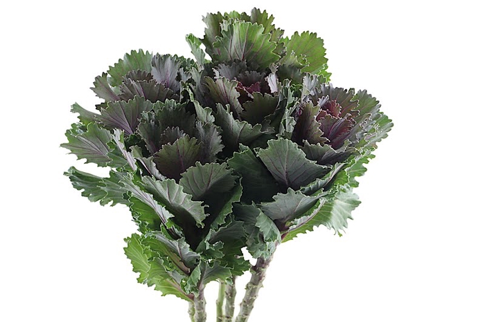 <h4>Brassica Altair Aert</h4>