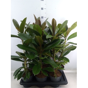 Ficus americana subsp. guianensis