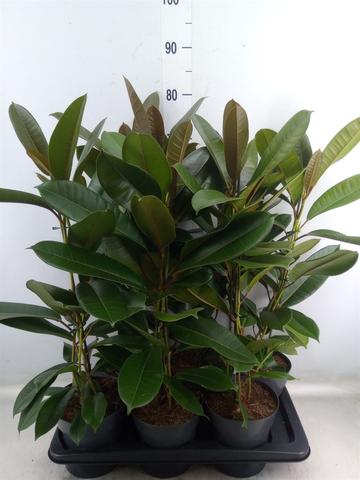 <h4>Ficus americana subsp. guianensis</h4>