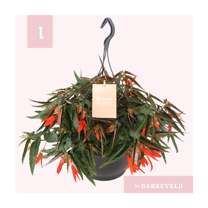<h4>Begonia Bonfire hangpot oranje</h4>