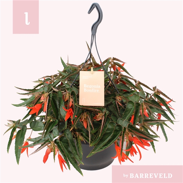 <h4>Begonia Bonfire hangpot oranje</h4>