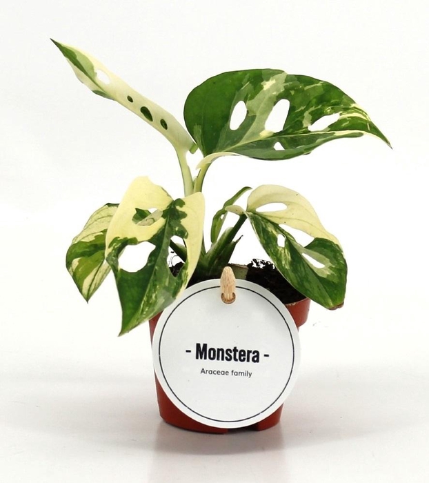 <h4>Monstera Adansonii Variegata</h4>