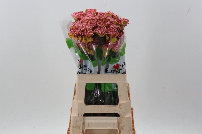 <h4>Dianthus ST   ...colored H%</h4>