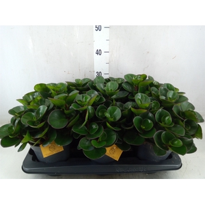 Peperomia obt. 'Burning Bush'
