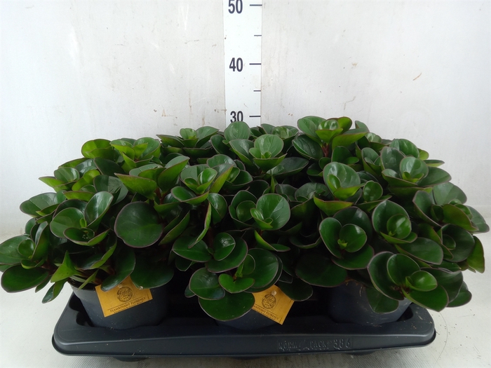 <h4>Peperomia obt. 'Burning Bush'</h4>