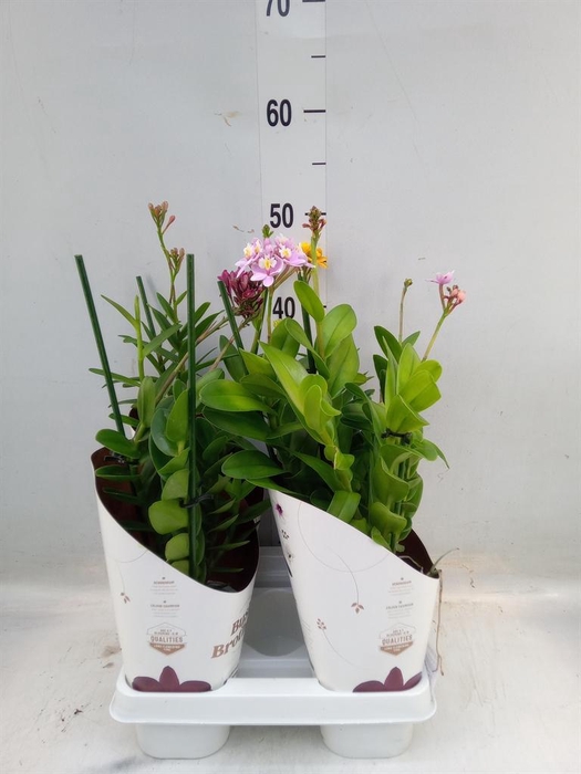 <h4>Epidendrum   ...</h4>