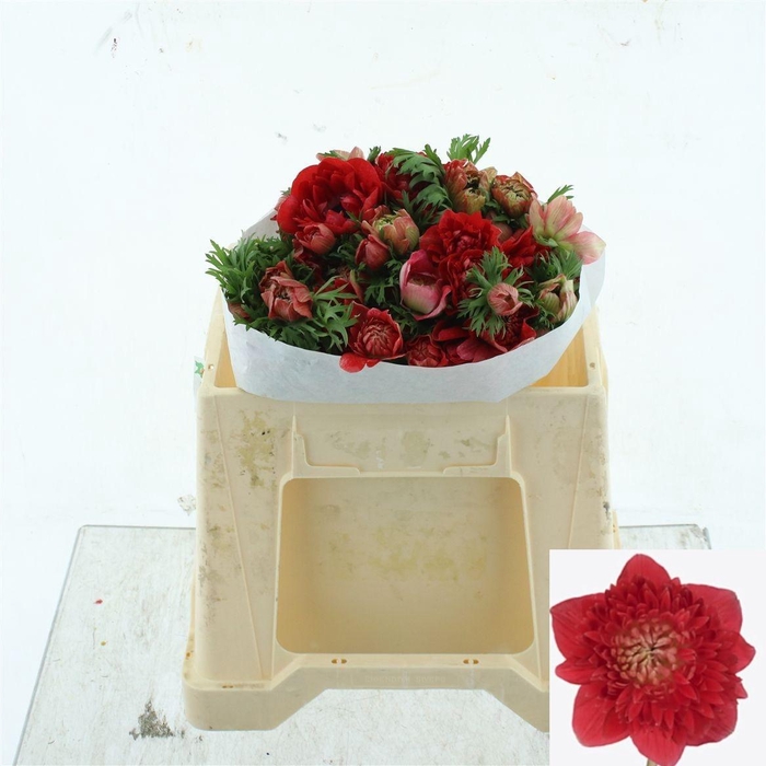 <h4>ANEM CO LEVAN ROSSO</h4>