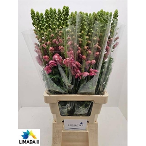 ANTIR AVIGNON ROSE
