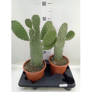 Opuntia