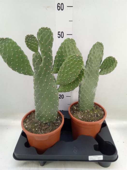 <h4>Opuntia</h4>