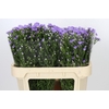 Aster Cassandra