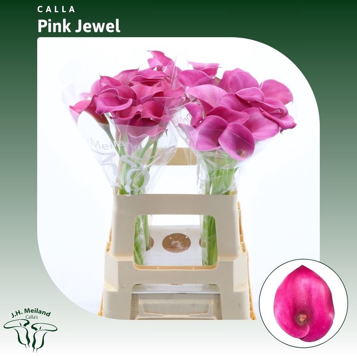 <h4>Calla Pink Jewel</h4>