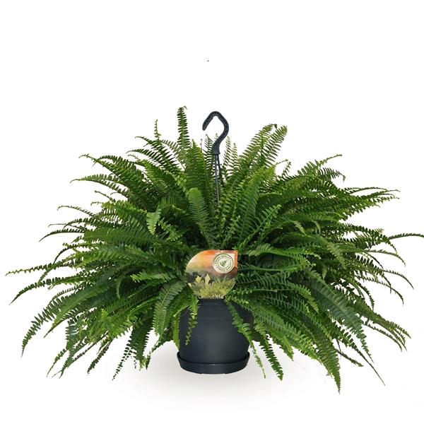 <h4>Nephrolepis exaltata 'Green Lady'</h4>