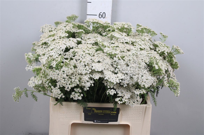 <h4>Achil M White Beauty</h4>