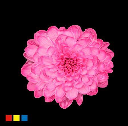 <h4>Chr T Altaj Cherry</h4>