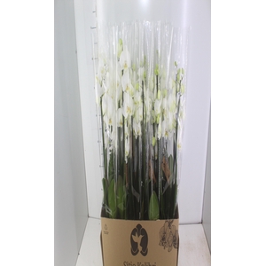 PHAL. 4 HASTES P12 BRANCO 4 HA MULTIFLORA