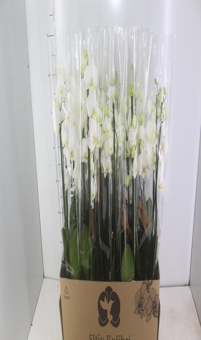 <h4>PHAL. 4 HASTES P12 BRANCO 4 HA MULTIFLORA</h4>