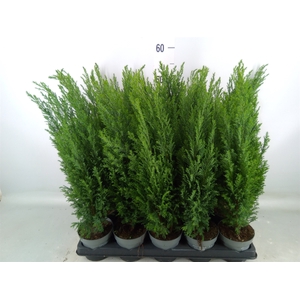 Chamaecyparis laws. 'Ellwoodii'