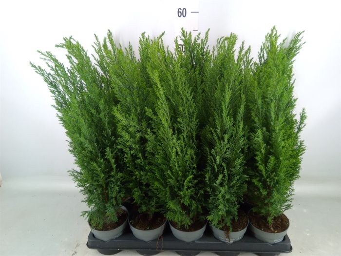 <h4>Chamaecyparis laws. 'Ellwoodii'</h4>