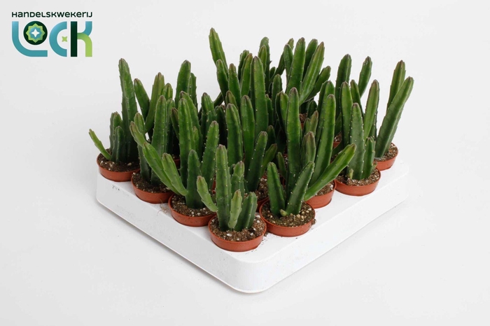 <h4>Stapelia Leendertziae</h4>