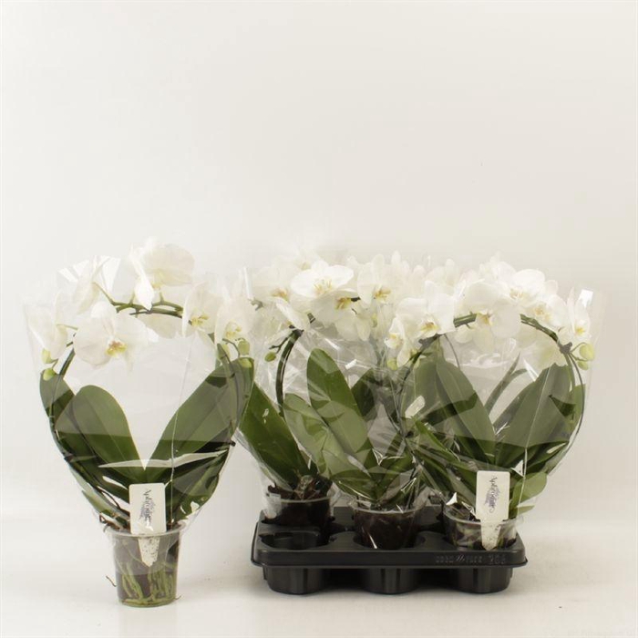 <h4>PHAL OV</h4>
