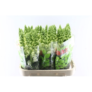 Antirrhinum Antibes White