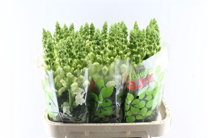 <h4>Antirrhinum Antibes White</h4>