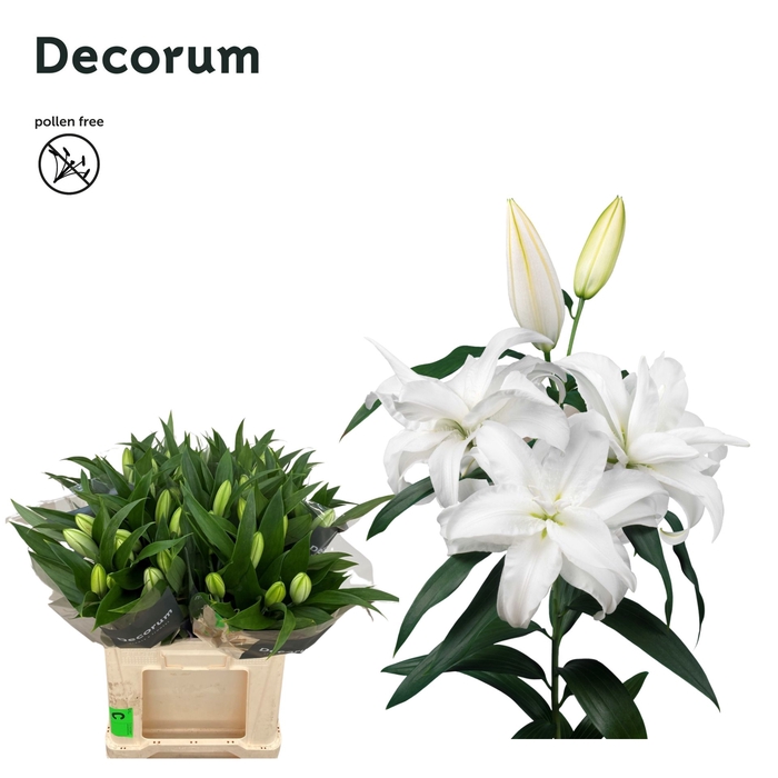 <h4>Lelies Lilium Oriental Grp dubbel Roselily Aretha</h4>