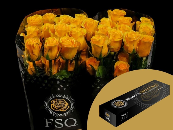 <h4>R GR Brighton Box</h4>