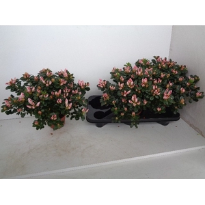 Rhododendron simsii Sachenstern 14Ø 37cm 37Ø