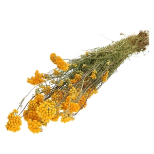 Droogbloem Lonas 55cm 100g