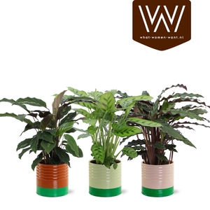 ARR KAMERPL GROEN