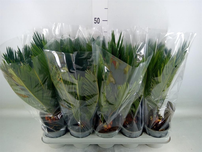 <h4>Cycas revoluta</h4>