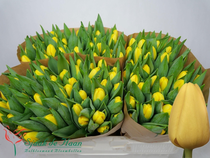 <h4>TU EN NOVI SUN</h4>