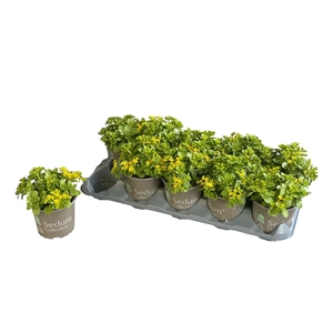 SEDUM KAMTSCHATICUM