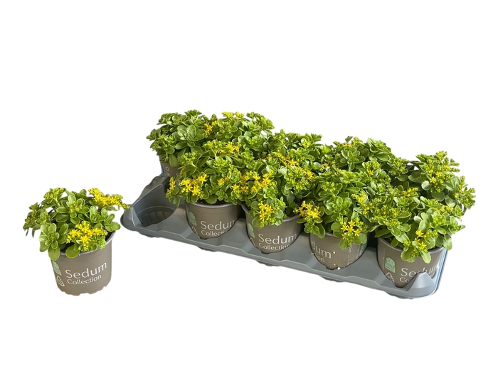 <h4>SEDUM KAMTSCHATICUM</h4>