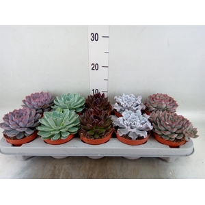 Echeveria   ...mix