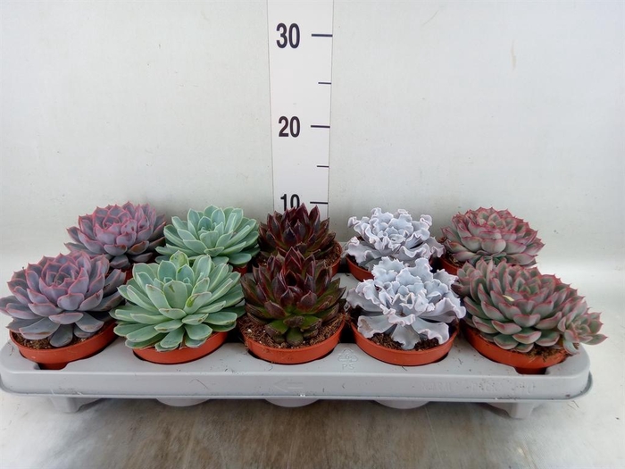 <h4>Echeveria   ...mix</h4>