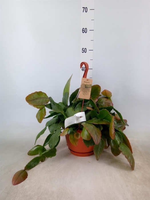 <h4>Rhipsalis   ...</h4>